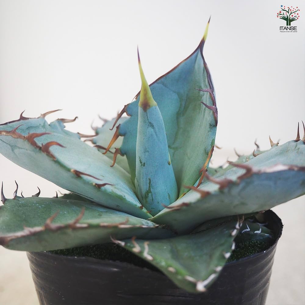 Amazon｜ITANSE アガベ チタノタ ホワイトアイス 3号 1個売り